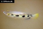 toxotes microlepis toxotes microlepis