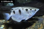 toxotes microlepis toxotes microlepis