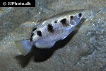 toxotes microlepis toxotes microlepis