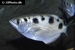 toxotes microlepis toxotes microlepis