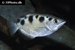 toxotes microlepis toxotes microlepis