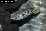 toxotes microlepis toxotes microlepis