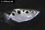 toxotes microlepis toxotes microlepis