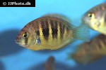 etroplus canarensis etroplus canarensis
