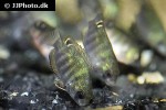 etroplus canarensis etroplus canarensis
