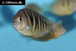 etroplus canarensis etroplus canarensis