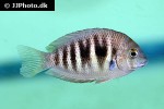 etroplus canarensis etroplus canarensis