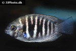etroplus canarensis etroplus canarensis