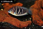 etroplus canarensis etroplus canarensis