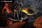 etroplus canarensis etroplus canarensis
