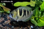 etroplus canarensis etroplus canarensis