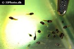 etroplus canarensis etroplus canarensis