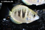 etroplus canarensis etroplus canarensis