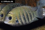 etroplus suratensis etroplus suratensis
