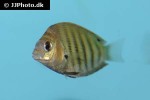 etroplus suratensis etroplus suratensis