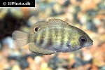 etroplus suratensis etroplus suratensis