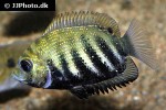 etroplus suratensis etroplus suratensis