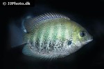 etroplus suratensis etroplus suratensis
