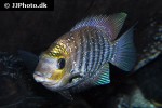 etroplus suratensis etroplus suratensis