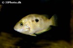 pseudetroplus maculatus pseudetroplus maculatus