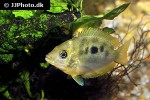 pseudetroplus maculatus pseudetroplus maculatus