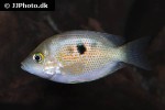 pseudetroplus maculatus pseudetroplus maculatus