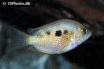 pseudetroplus maculatus pseudetroplus maculatus