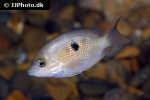 pseudetroplus maculatus pseudetroplus maculatus