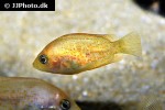 pseudetroplus maculatus gold