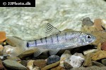 acrossocheilus paradoxus acrossocheilus paradoxus
