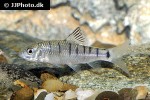acrossocheilus paradoxus acrossocheilus paradoxus