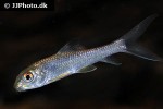 barbichthys laevis barbichthys laevis