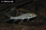 barbichthys laevis barbichthys laevis
