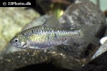 barbodes aurotaeniatus barbodes aurotaeniatus
