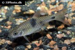 barbodes binotatus barbodes binotatus
