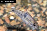 barbodes binotatus barbodes binotatus