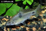 barbodes binotatus barbodes binotatus