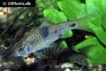 barbodes binotatus barbodes binotatus