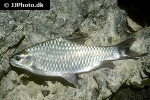 barbodes carnaticus barbodes carnaticus
