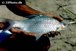 barbodes carnaticus barbodes carnaticus