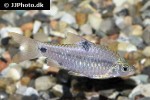 barbodes cf binotatus barbodes cf binotatus