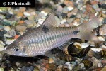 barbodes cf binotatus barbodes cf binotatus