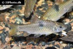 barbodes cf binotatus barbodes cf binotatus