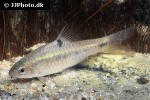 barbodes cf binotatus barbodes cf binotatus