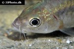 barbodes cf binotatus barbodes cf binotatus