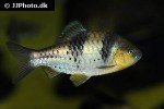 barbodes kuchingensis barbodes kuchingensis