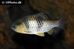 barbodes kuchingensis barbodes kuchingensis