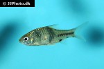 barbodes kuchingensis barbodes kuchingensis