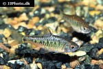 barbodes semifasciolatus barbodes semifasciolatus