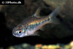 barbodes semifasciolatus barbodes semifasciolatus